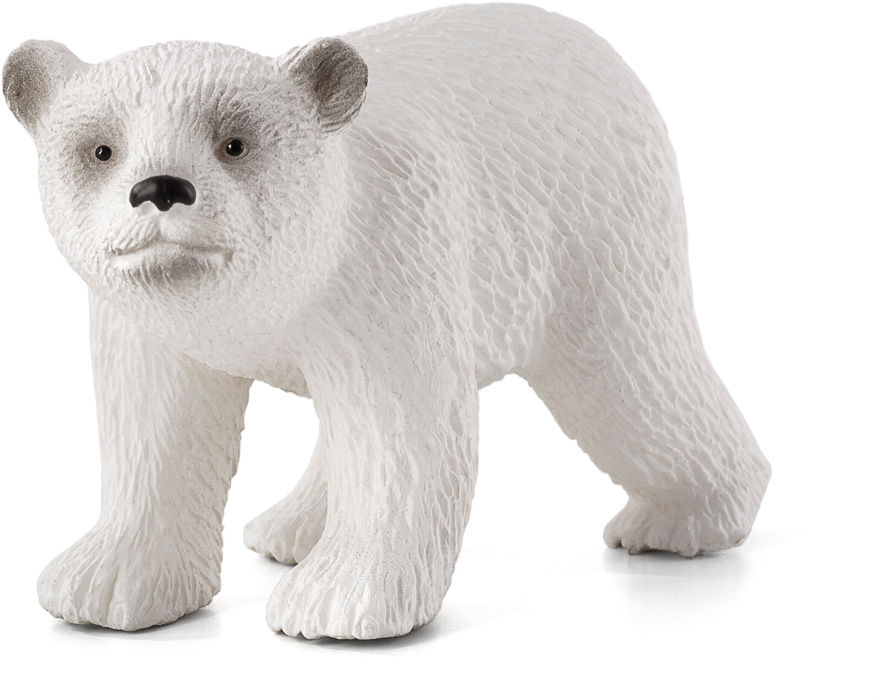 Polar Bear Cub Walking