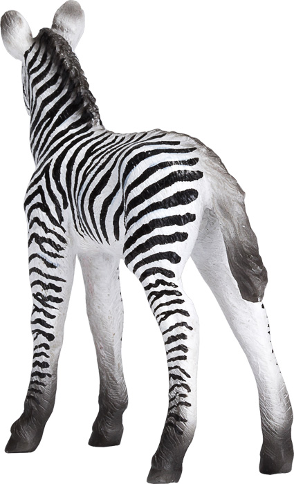 Zebra Foal